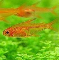 Hyphessobrycon Amandae Tetra Ambar, Tetra Ascua, Tetra Chispa