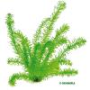 Egeria densa elodea densa