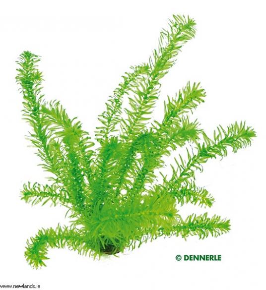 Egeria densa elodea densa