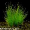 Eleocharis parvula 1