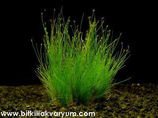 Eleocharis parvula 1