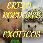 Erizo y roedores exoticos