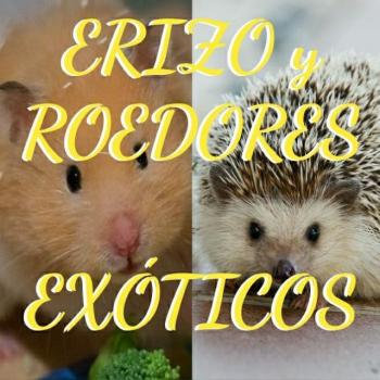 Erizo y roedores exoticos 20191001 022243