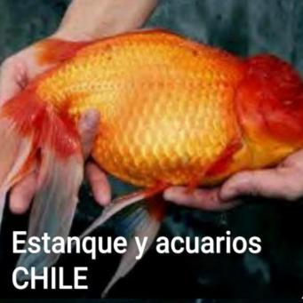 Estanque y acuarios chile