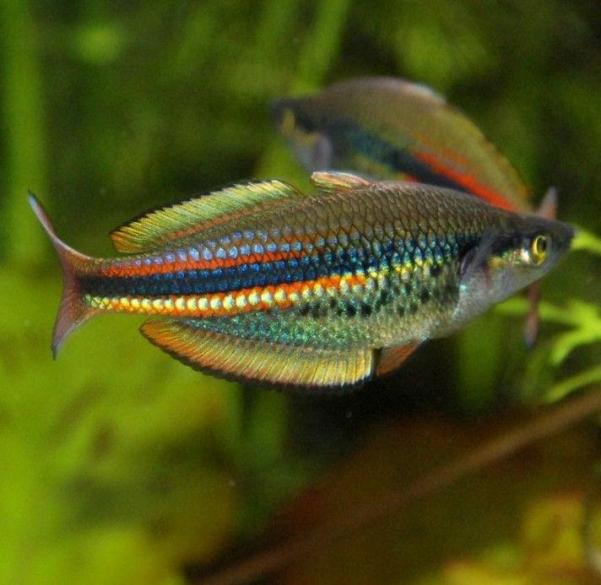 Melanotaenia Affinis Arco Iris de Aletas Rojas (Pagwi), Arco Iris de Nueva Guinea