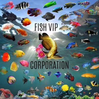 Grupo Whatsapp de acuariofilia Fish of world vip corp