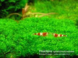 Fissidens mini fissidens splachnobryoides