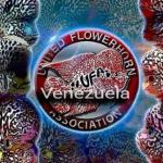 Grupo Whatsapp Flower Horn Association