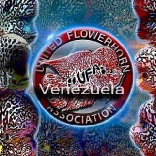 Grupo Whatsapp Flower Horn Association