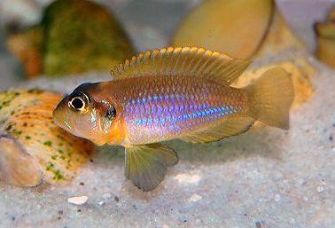 Lamprologus Ocellatus,