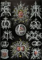 Radiolarios Haeckel stephoidea
