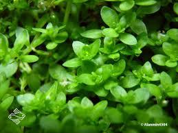 Hemianthus micranthemoides micranthemum micrathemoides