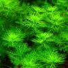Hottonia palustris androsace aquatica breviglandium palustre hottonia millefolium