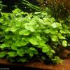 Hydrocotyle leucocephala