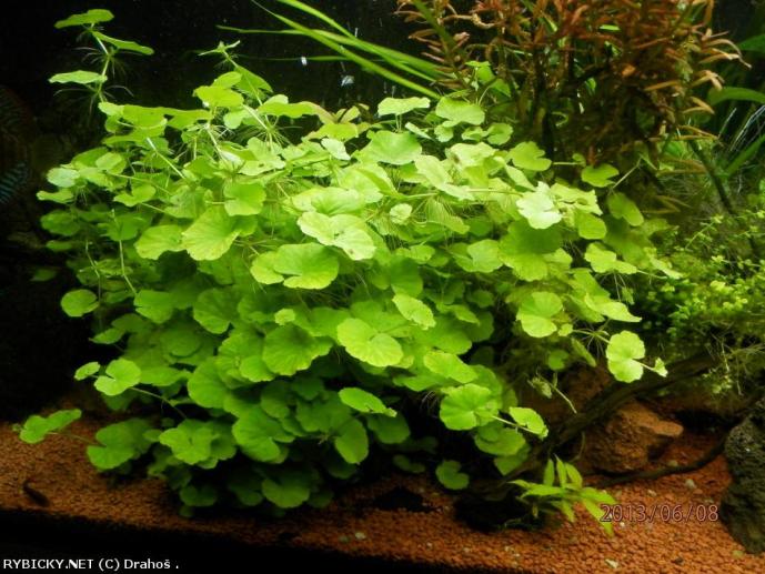 Hydrocotyle leucocephala