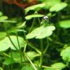 Hydrocotyle sibthorpioides marina