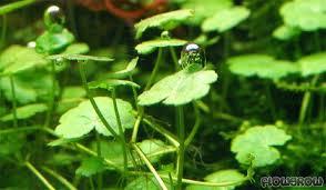 Hydrocotyle sibthorpioides marina