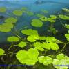 Hydrocotyle verticillata sombrerito americano flotante