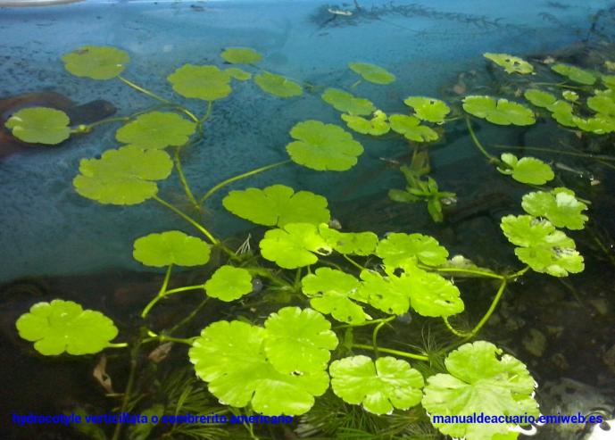 Hydrocotyle verticillata sombrerito americano flotante