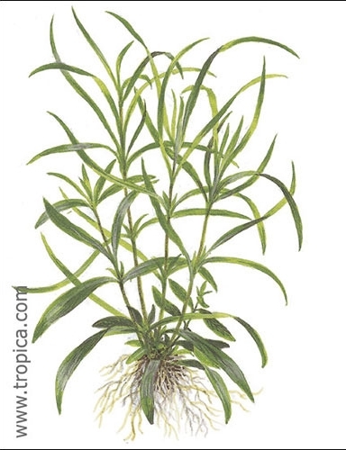 hygrophila corymbosa aroma