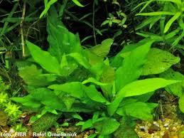 Hygrophila corymbosa compact