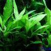 Hygrophila corymbosa siamensis 53b