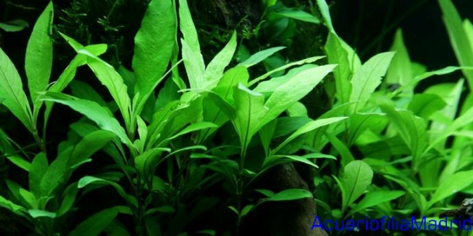 Hygrophila corymbosa siamensis 53b