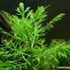 Hygrophila difformis