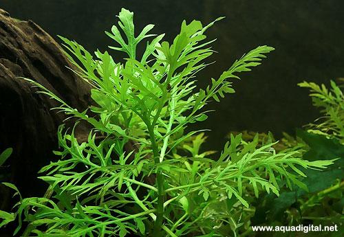 Hygrophila difformis