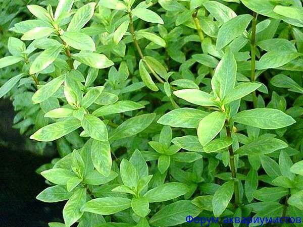 Hygrophila polysperma big leaf