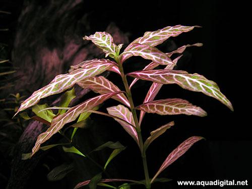 Hygrophila polysperma rosanerving