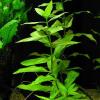 Hygrophila polysperma