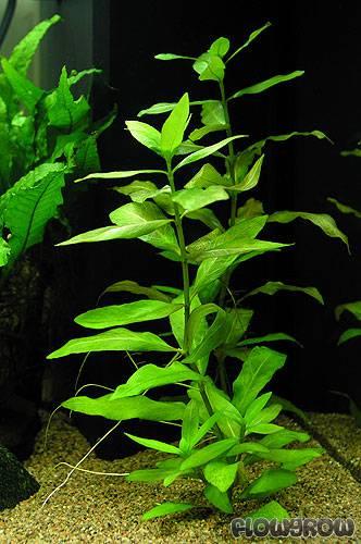 Hygrophila polysperma