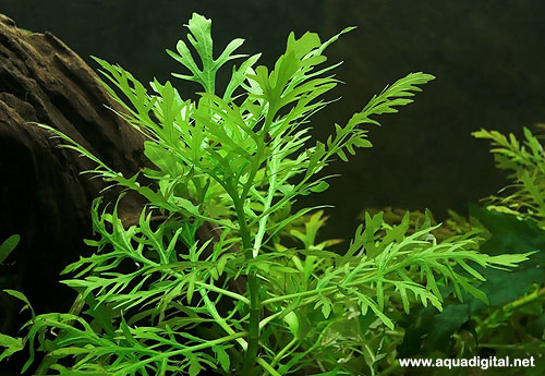 hygrophila difformis
