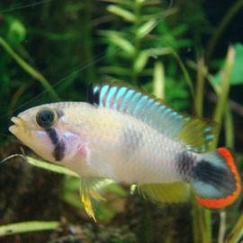 Apistogramma Panduro Apistogramma Pandurini