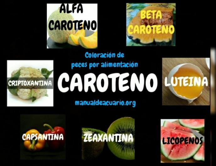 Coloración en peces por alimentación CAROTENOS