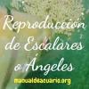 reproducción de peces Escalares o Angeles 1