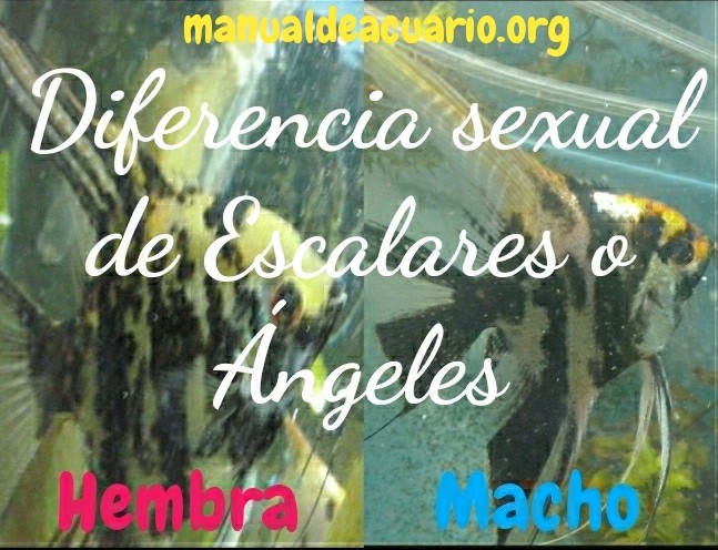 Diferencia sexual de peces Escalarea o Ángeles