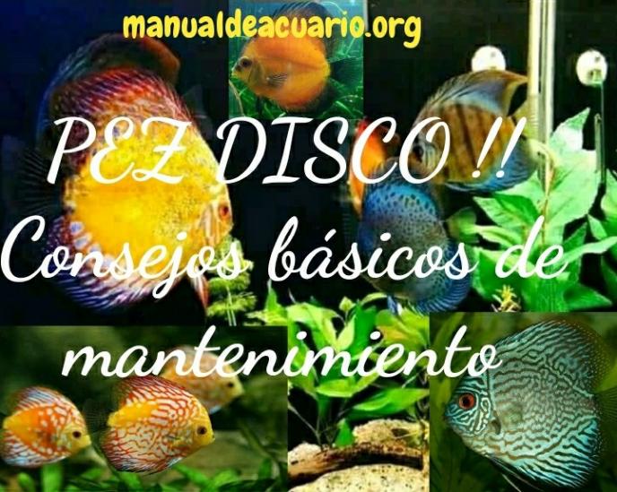 Pez Disco ! Consejos básicos de mantenimiento