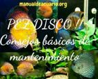 pez Disco , consejos de mantenimiento