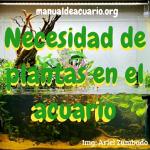 Necesidad de plantas en el acuario