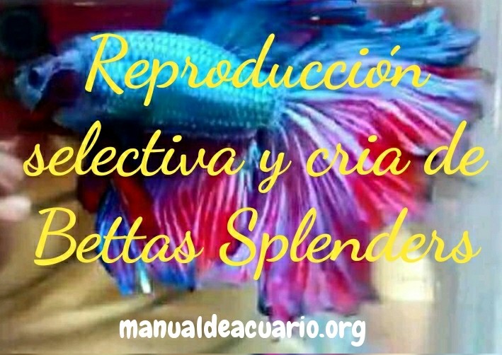 Reproduccion selectiva y cria de Bettas Splenders