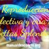 Reproducción selectiva de peces Betta