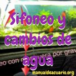 Sifoneo y cambios de agua en el acuario