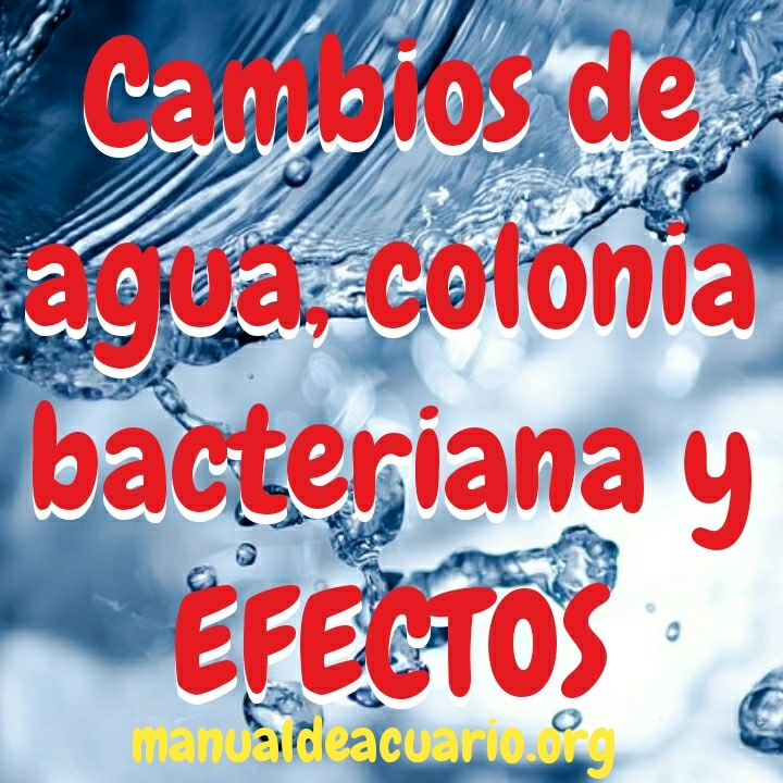Cambios de agua, colonia bacteriana benéfica y efectos