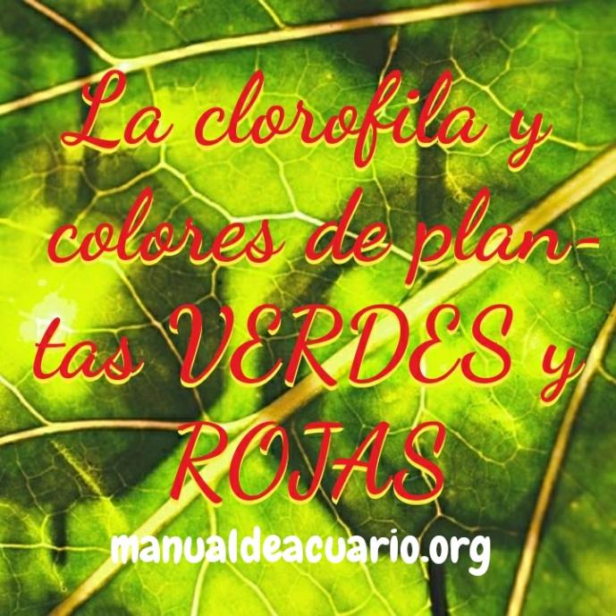 Clorofila y colores de plantas verdes y rojas en acuarios