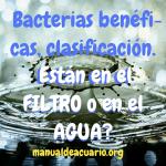 Bacterias benéficas, clasificacion, están en el filtro o en el agua