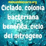 Ciclado colonia bacteriana benéfica y ciclo dio nitrógeno