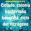 ciclado colonia bacteriana benéfica del acuario