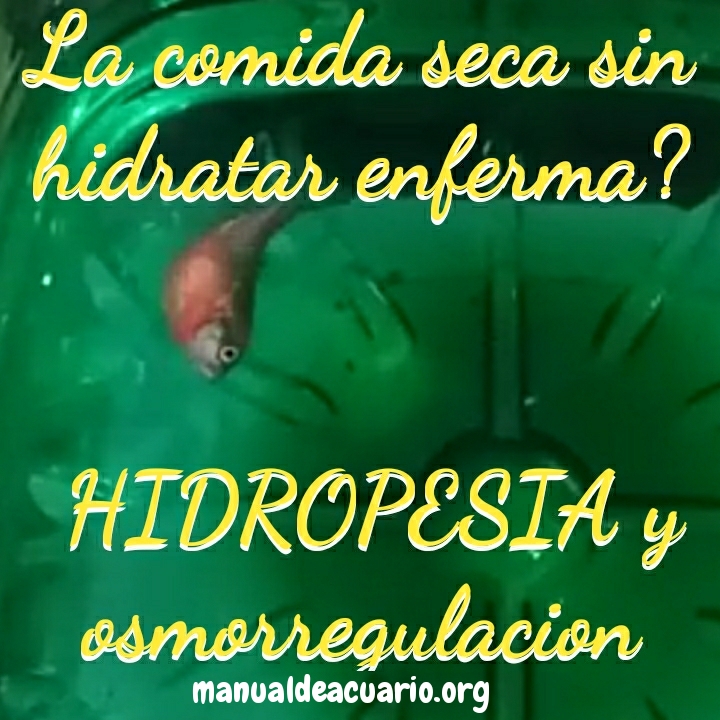 Hidropesia en peces